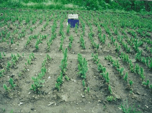 ��ɼ��ľ�����ûݶ�31���Ч��